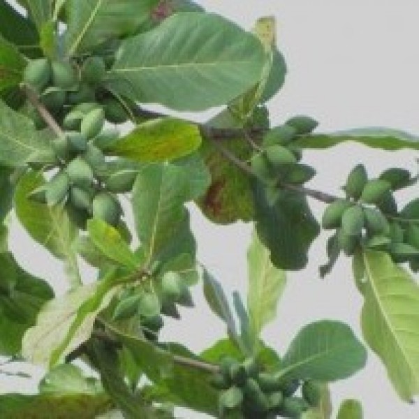 Almond Plant - Badam, Terminalia Catappa, India Almond